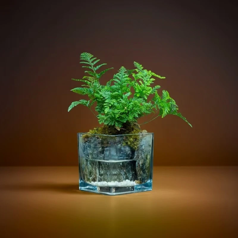 清安-尺寸8*8厘米成品创意绿植景观茶壶茶台摆件