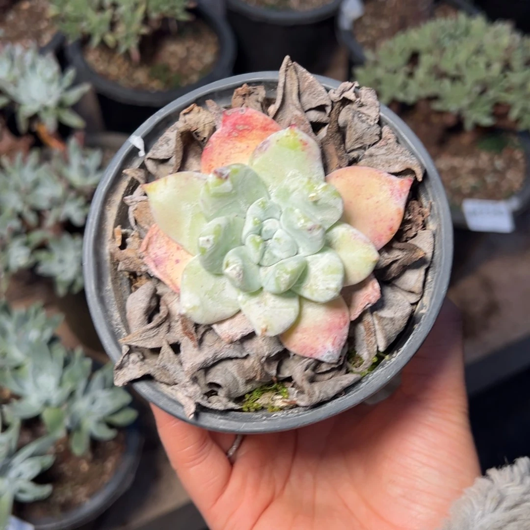 343牡丹哈哈哈哈哈哈哈哈