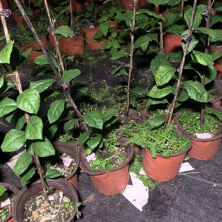 完全开放龙游天下嫁接苗35.8