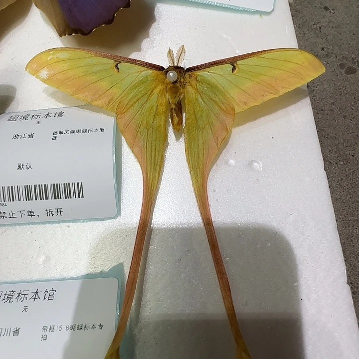 长尾蛾蝴蝶标本专拍