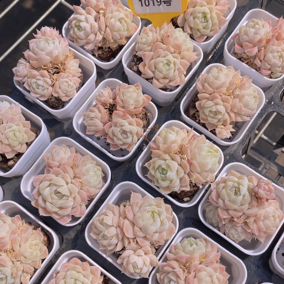 1019号 白月影群生一个