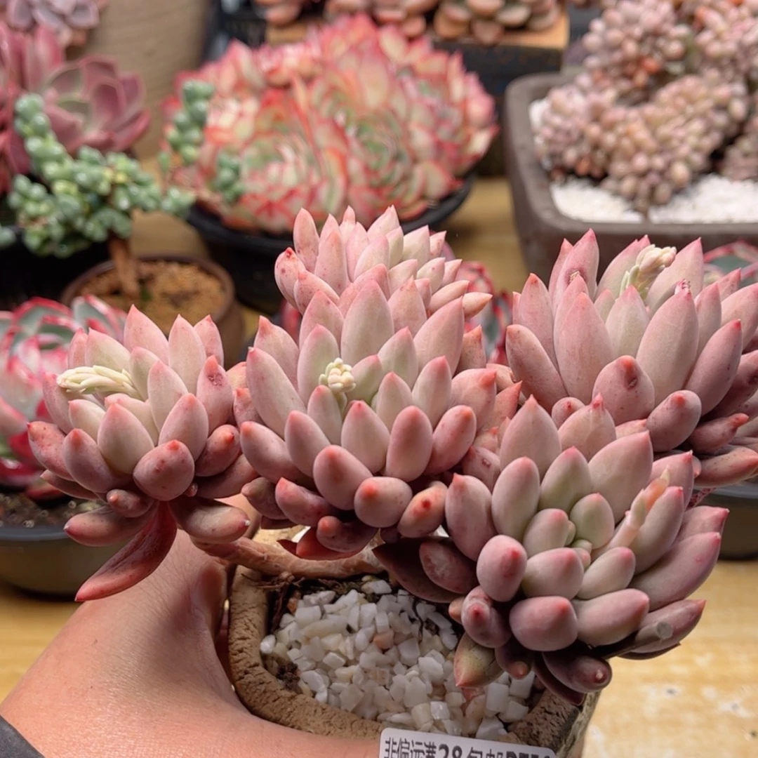 【闪购商品】756红蜻蜓