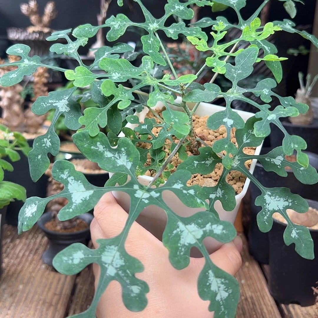 宝石蓝雪花西番莲带盆包邮