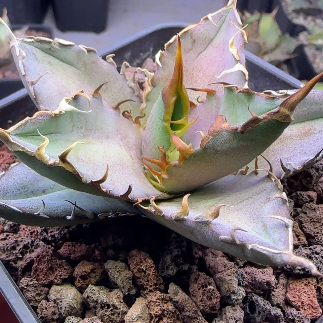 双十二活动实生仁王冠25