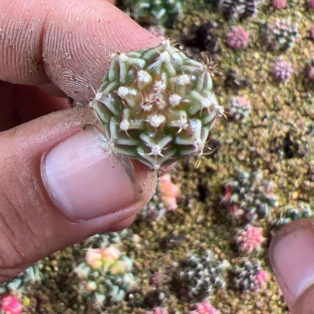 当前无花栽培后可以开花082