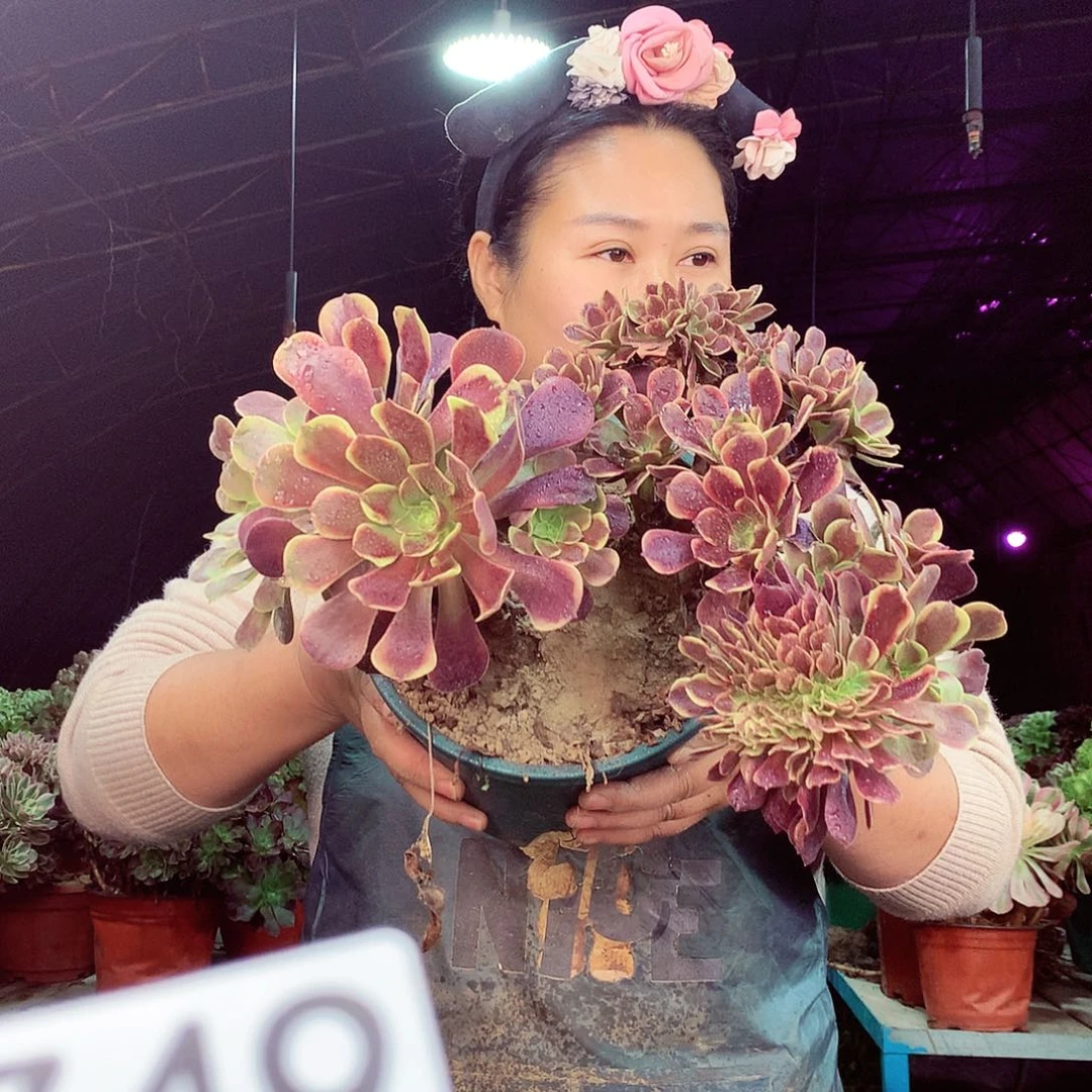 柒柒精品多肉脱土发货不包断侧枝749