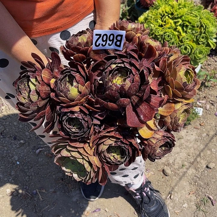 黑罗刹无售后13/外包邮