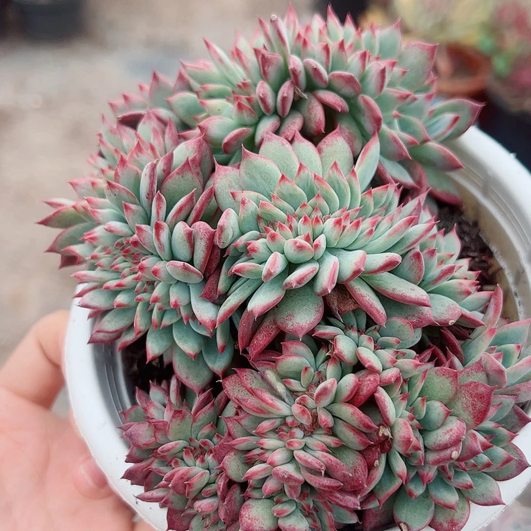 红拉糖缀化整装精品