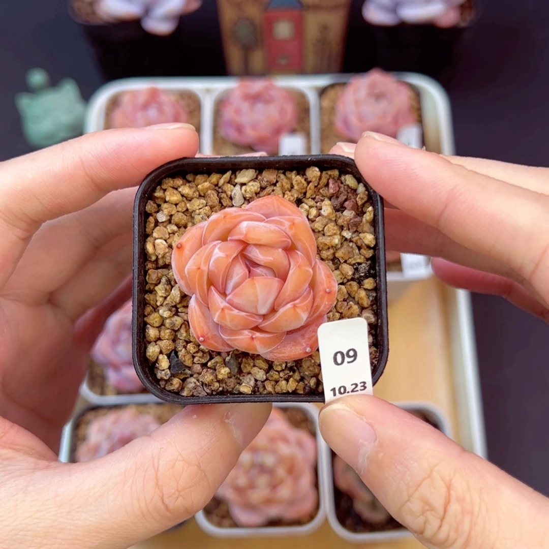 好好看09、哈哈哈哈