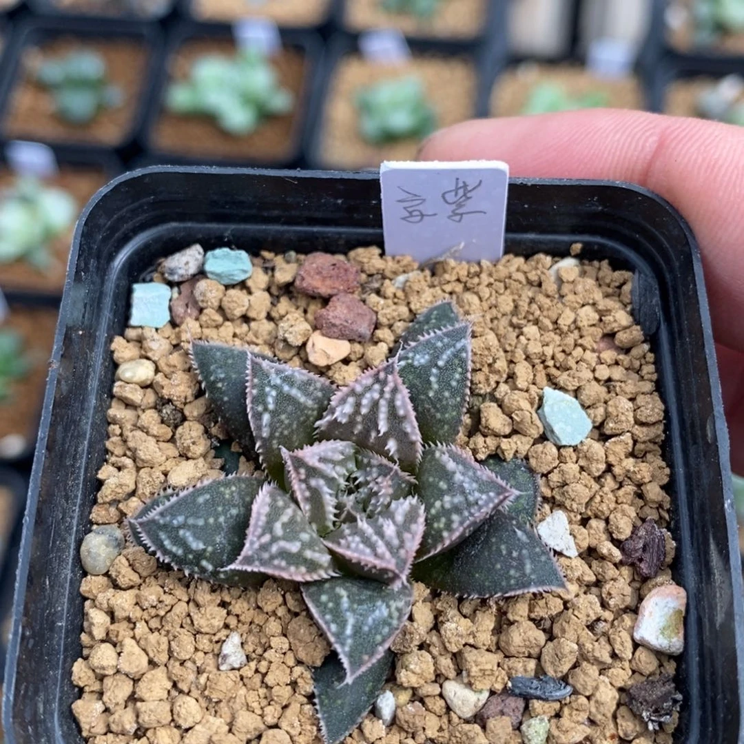 一颗实生京紫。