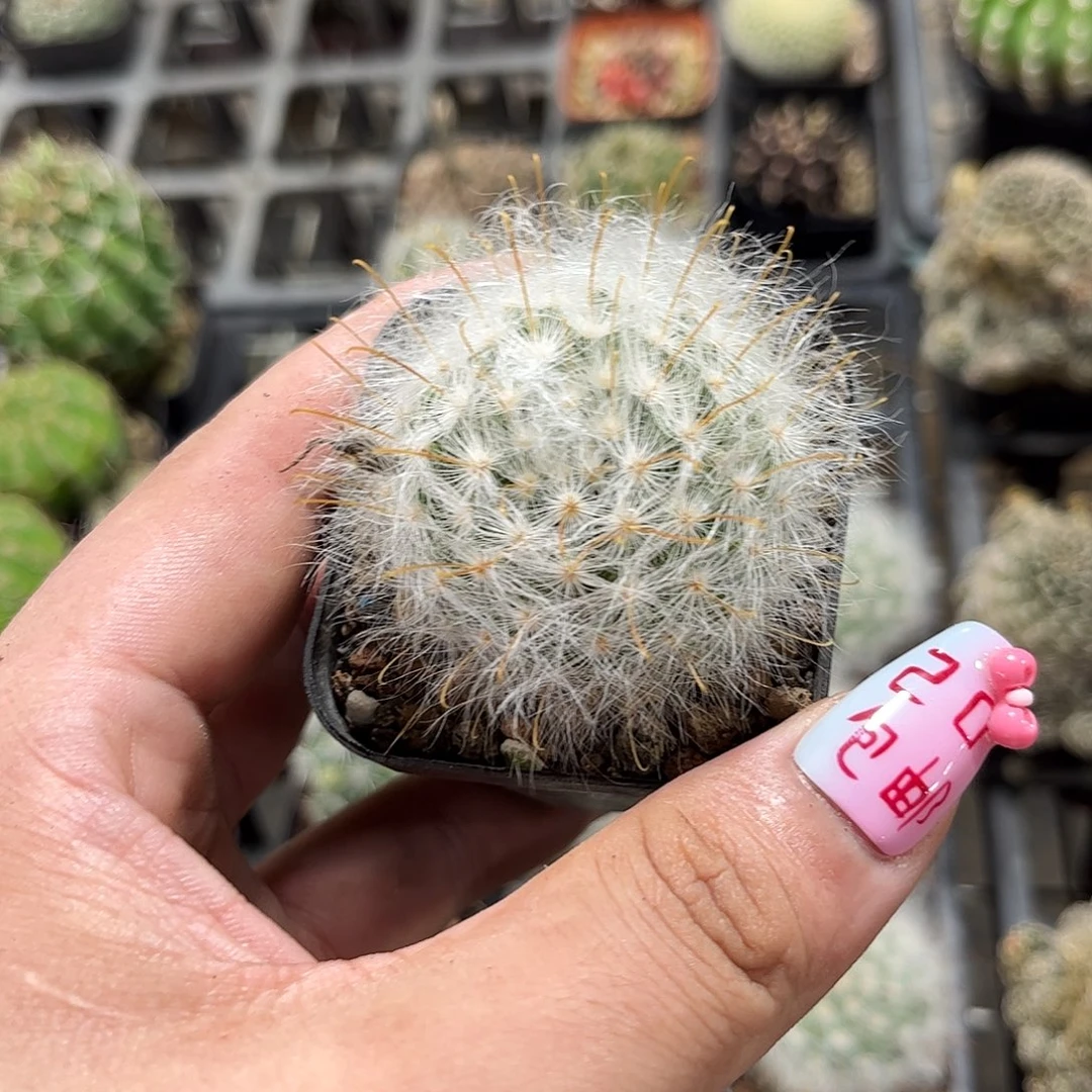 丽光殿单头发货有根