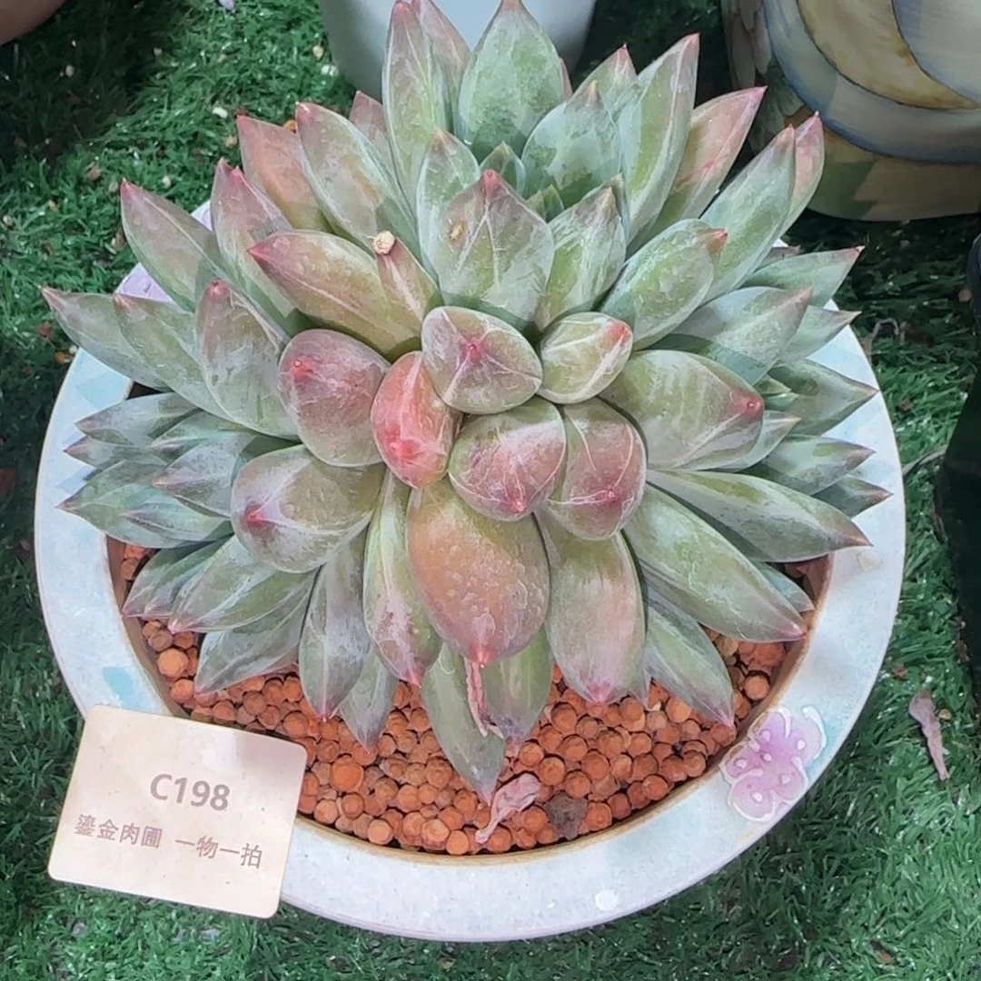 C198重楼