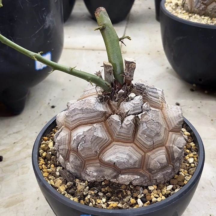 汤圆植物龟甲龙特价