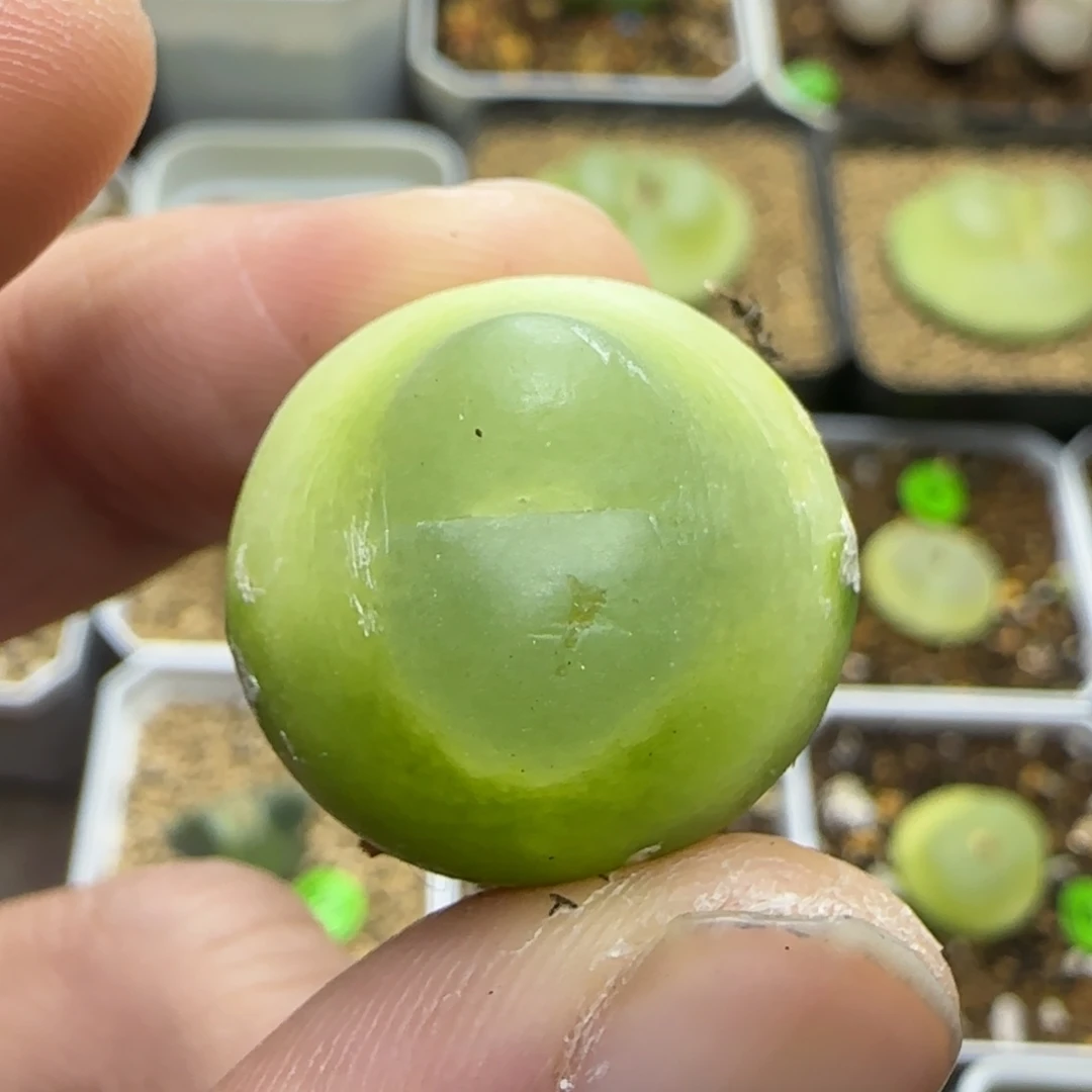 拉登2.1+有疤多肉植物49