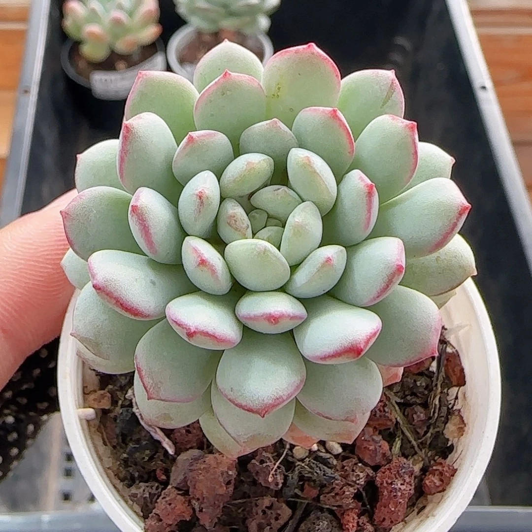 多肉1013--103蒙豆