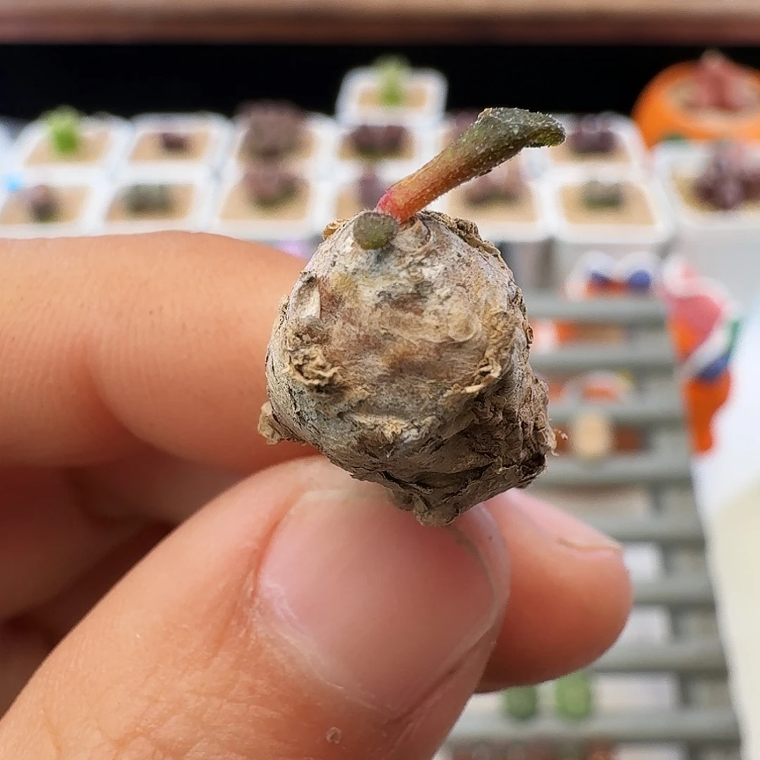 多肉植物福利薛辉圣塔142