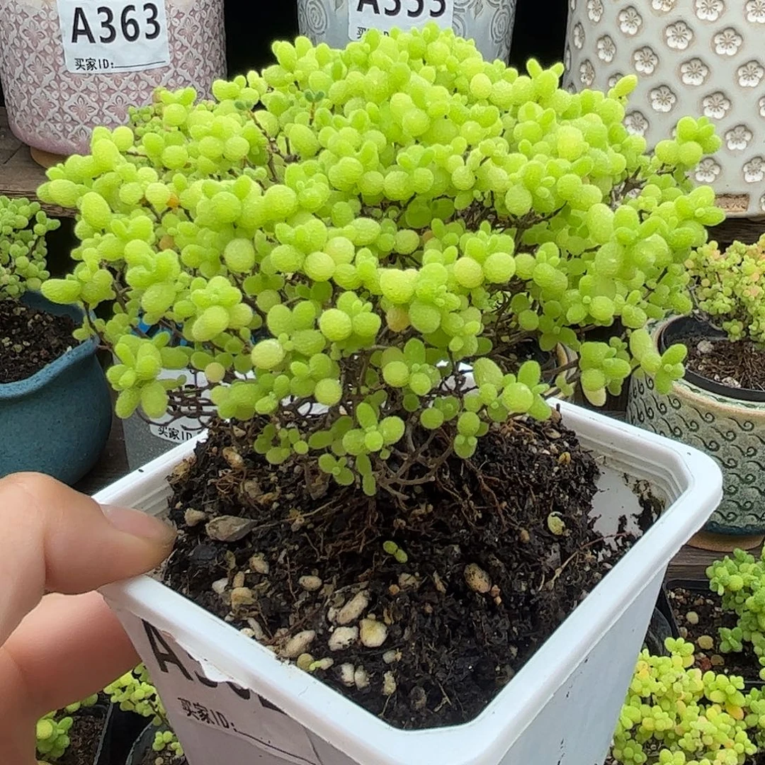 31蜜桔糖球优选枝干