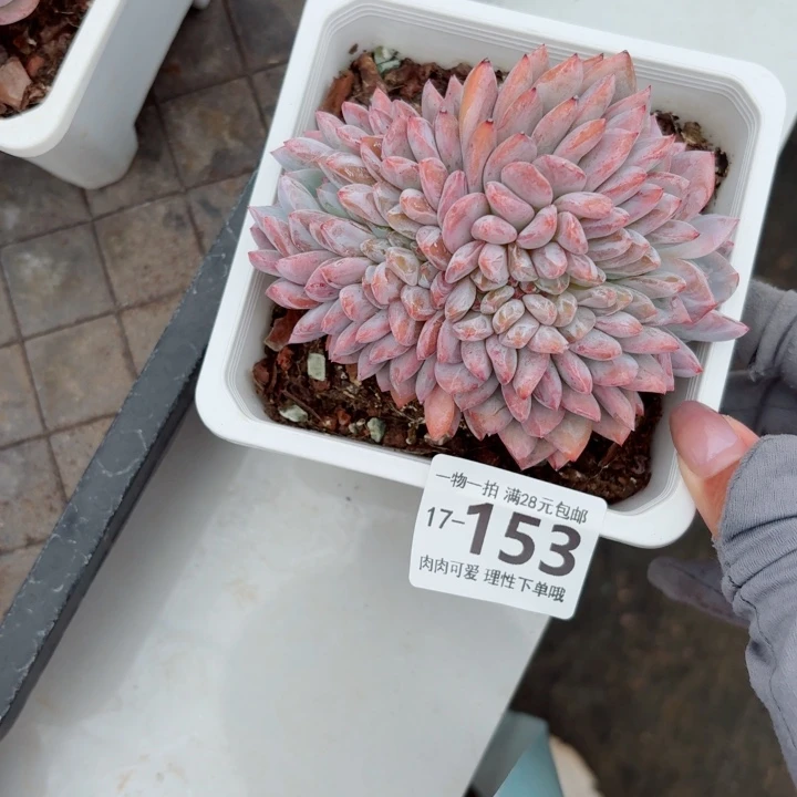 橙梦露缀化无盆土发货多肉多