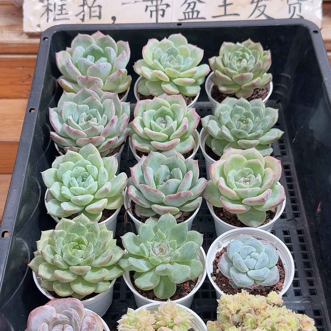 框拍多肉1002--112