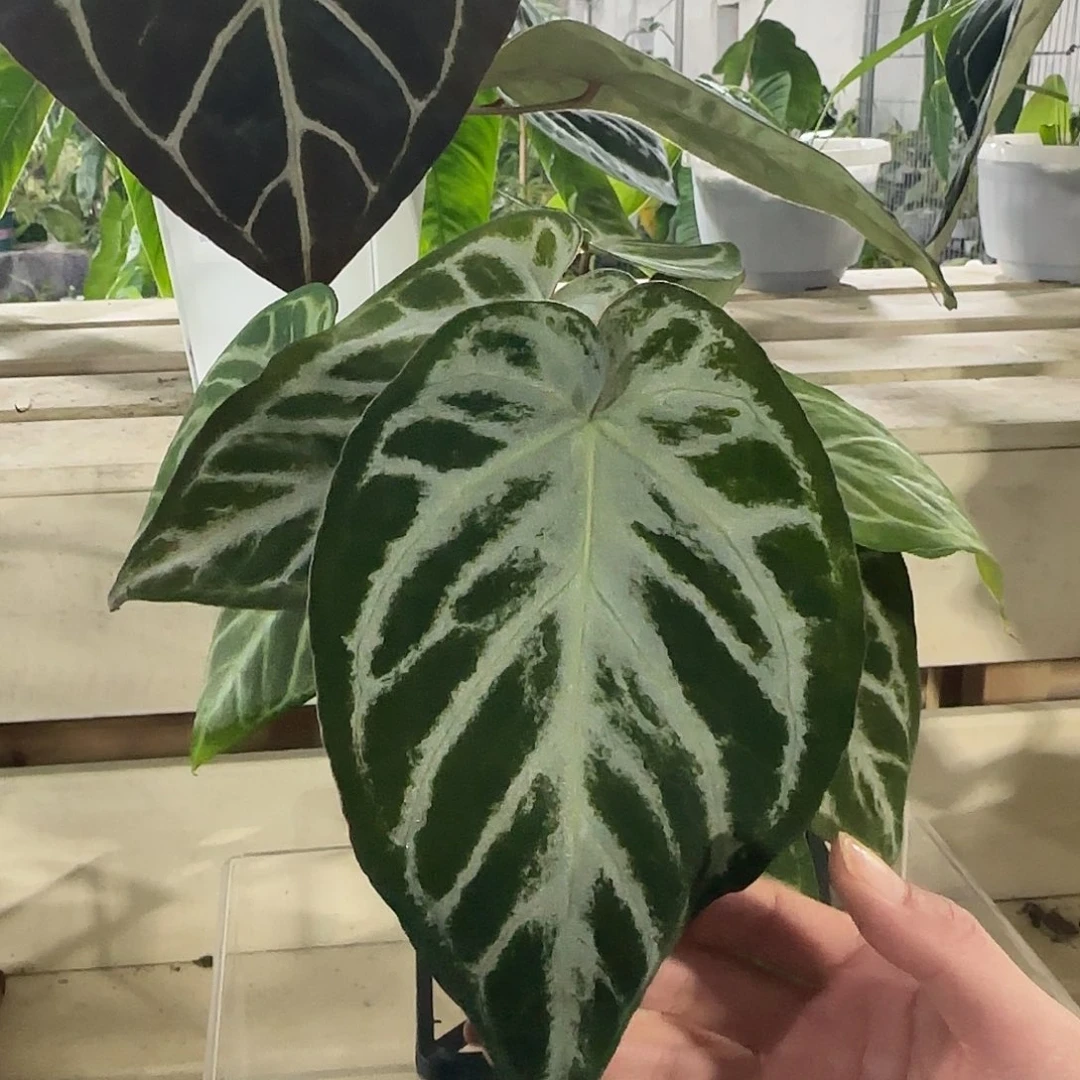 无花朵Skg银杂小钻石