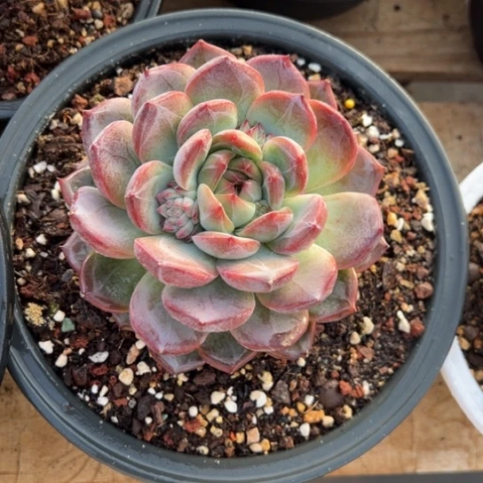 红鸾 单头 夏鸣园艺