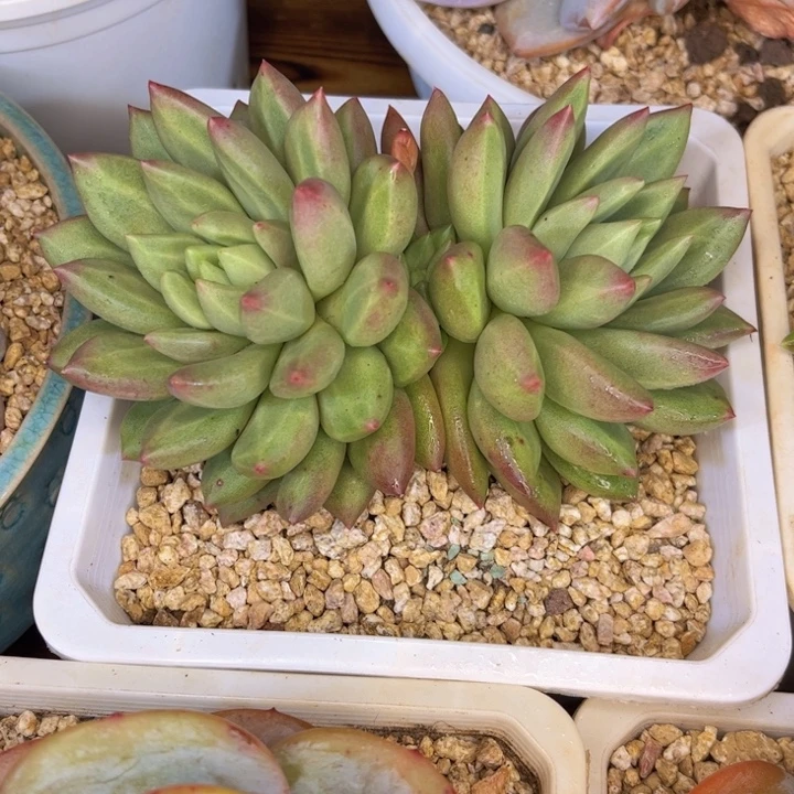 一物一拍，米其林多肉。