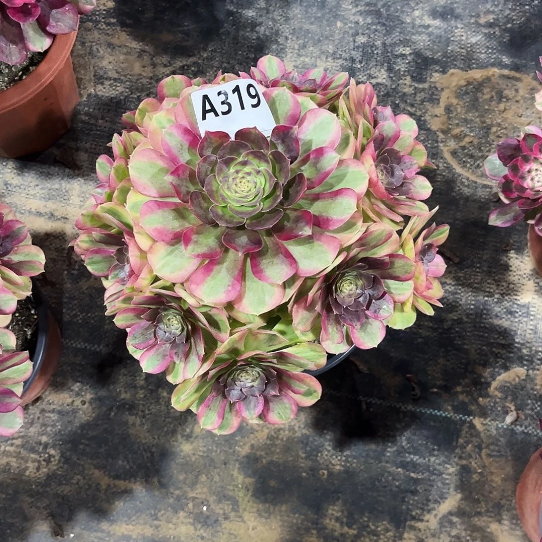 多肉植物雨荷319多肉