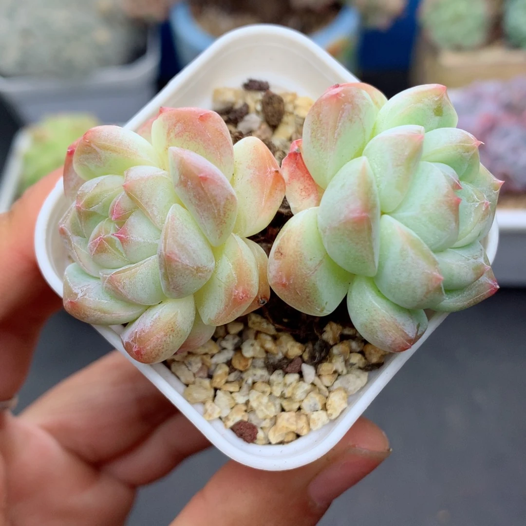 58包邮 群生不包整17