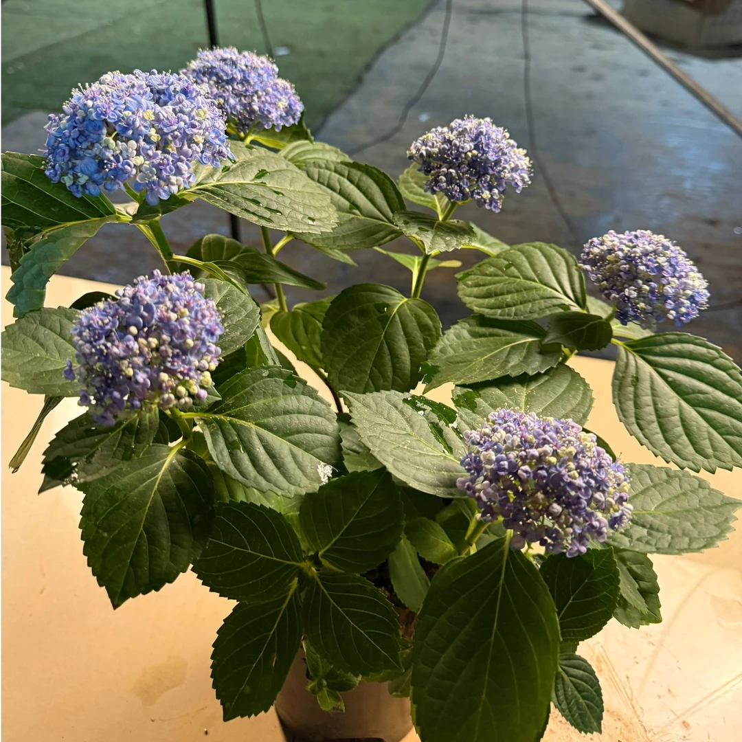 三河千鸟盆栽绣球花多色易养护带花苞基地直发