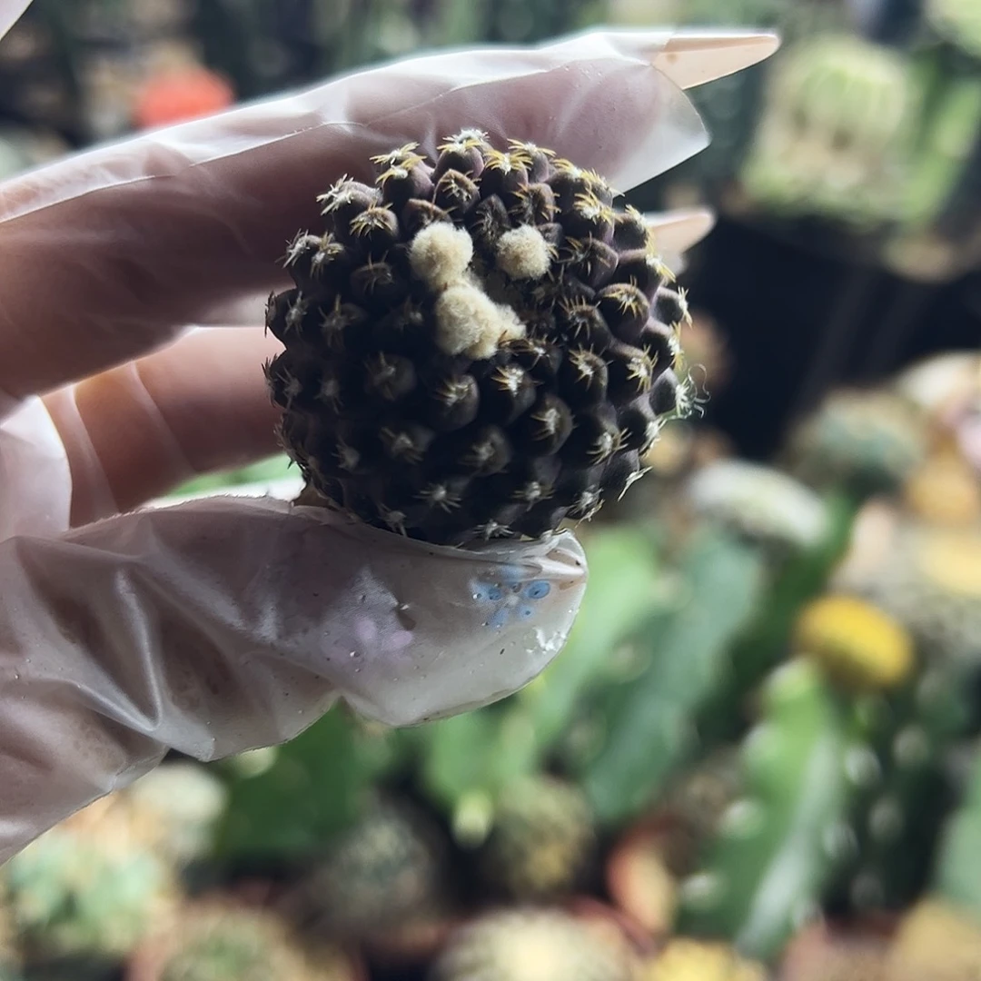 极光豹头仙人球111111111