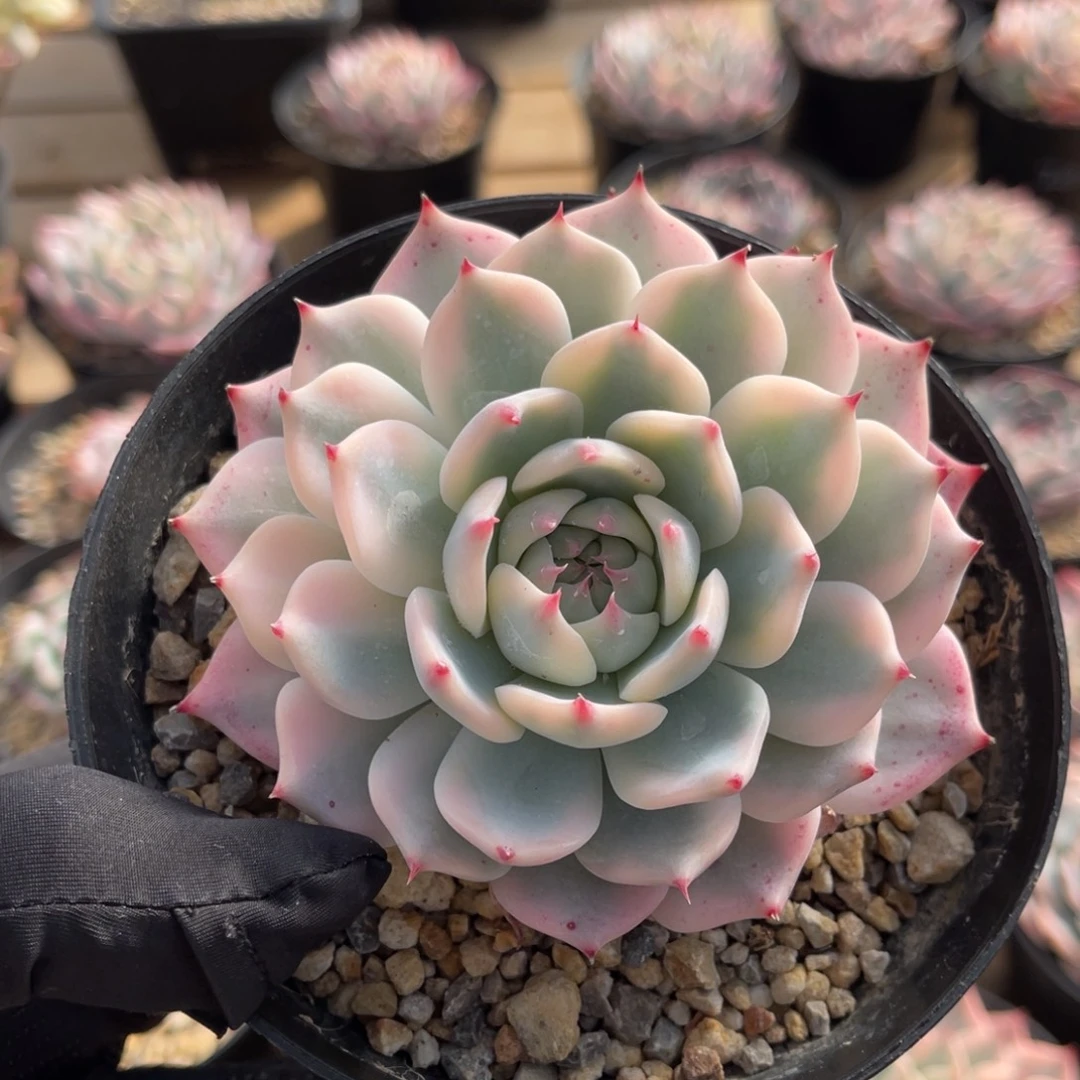 吉娃娃锦一物一拍