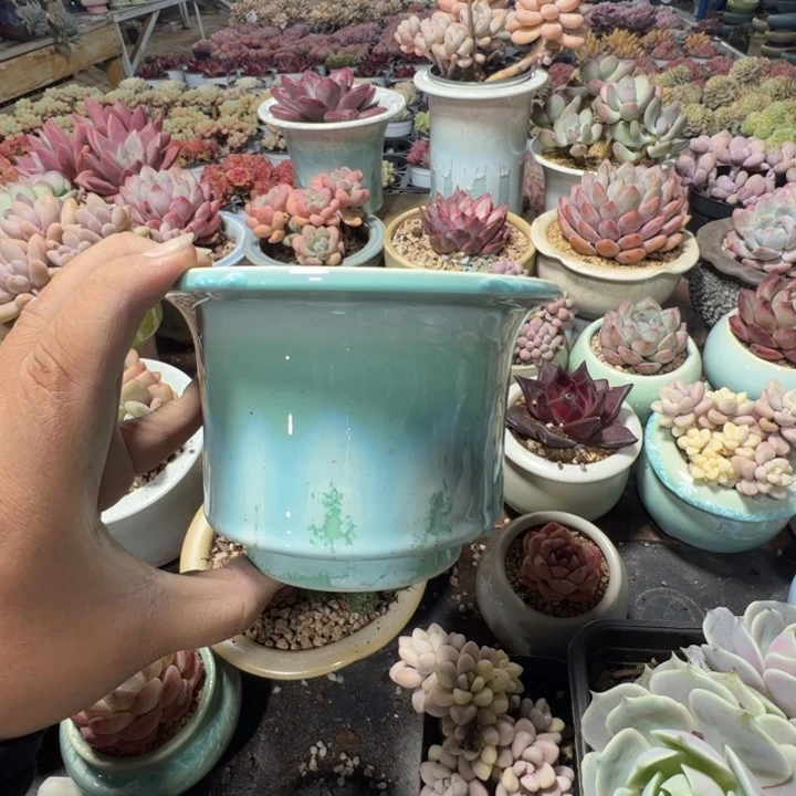 特价花盆 满50发货 内口11