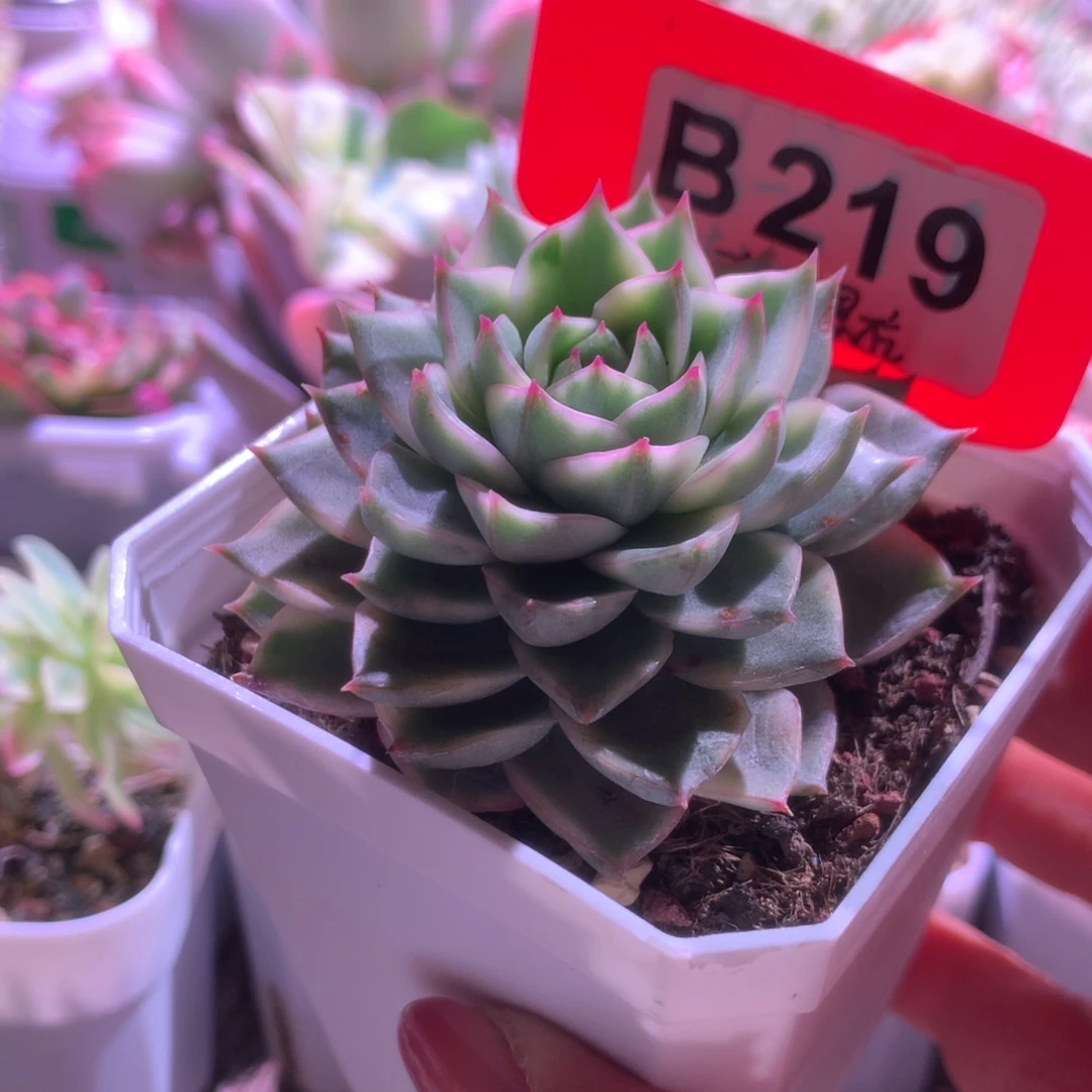 法比奥拉覆轮锦有根