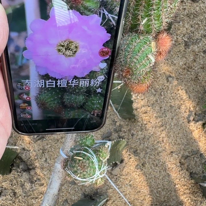 285白檀华丽粉无根侧牙小一个