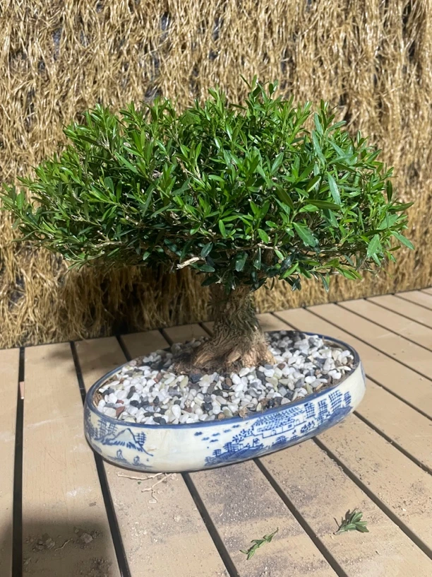 雀舌皱皮小叶黄杨 龙鳞黑珍珠 凤尾黄杨 矮霸蘑菇头 黄杨 盆栽