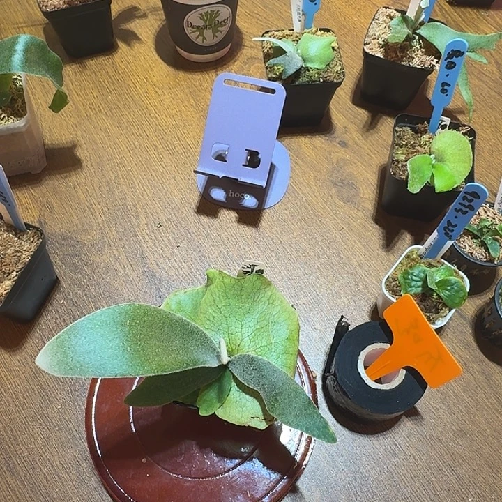 无花朵鹿野直播间竞拍爪哇