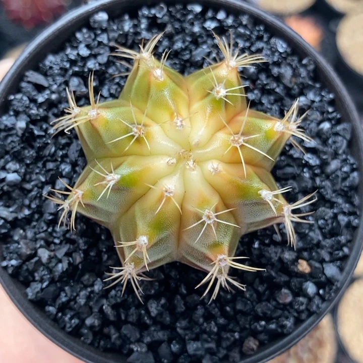 白心 米哈仙人球