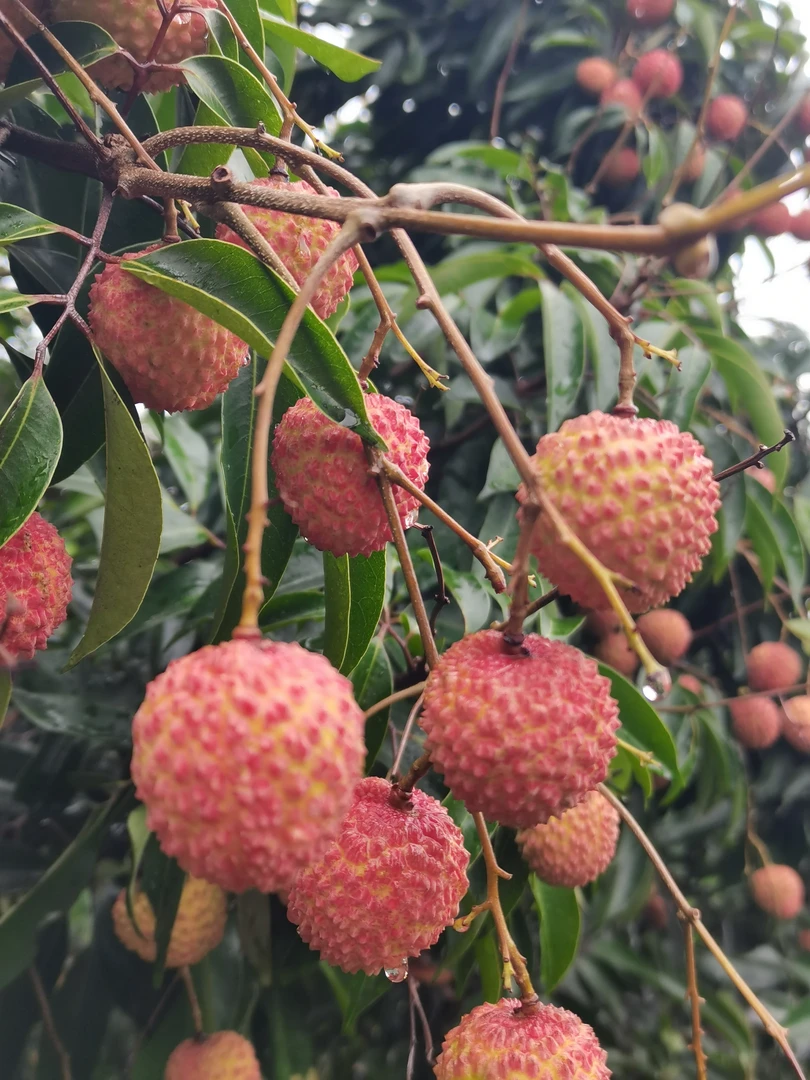 广西桂味荔枝新鲜现摘现发顺丰包邮
