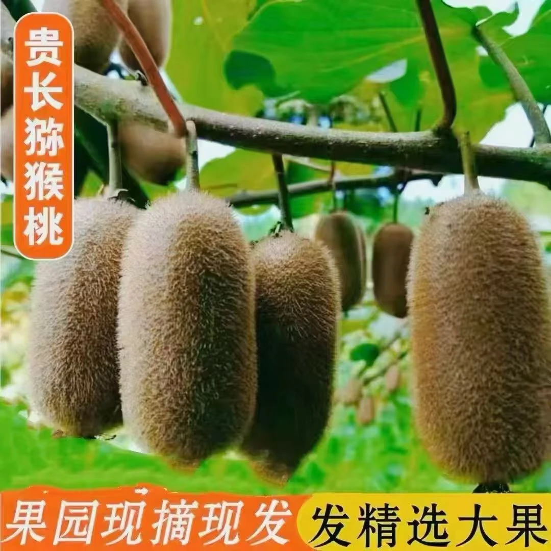 【老板梁猕猴桃】贵州修文绿心猕猴桃到手10斤装（催熟放软食用）