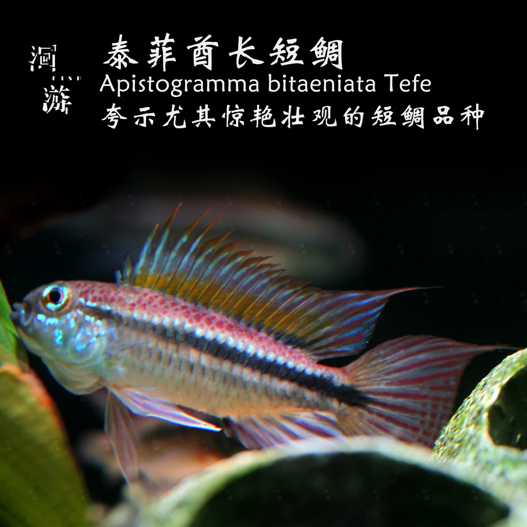 【洄游】泰菲酋长短鲷 南美热带观赏鱼小鱼混养/定水检疫/满100包邮