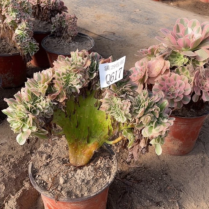 617粉女巫坠多肉植物
