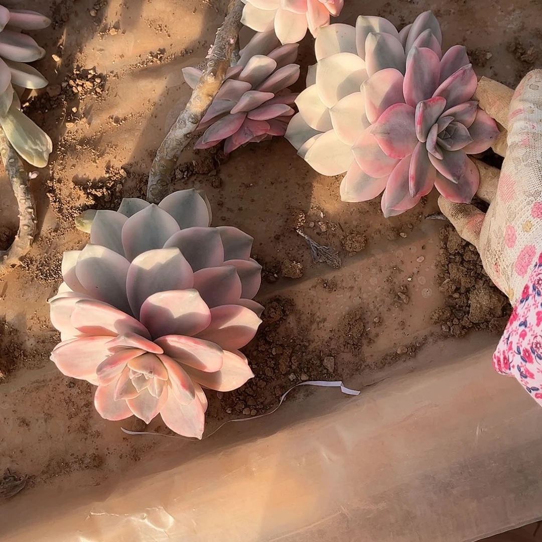 忽****来多肉植物紫乐景A37