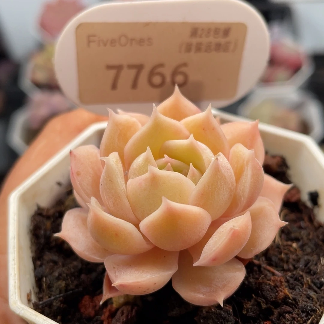 昂斯诺7766-4.5厘米