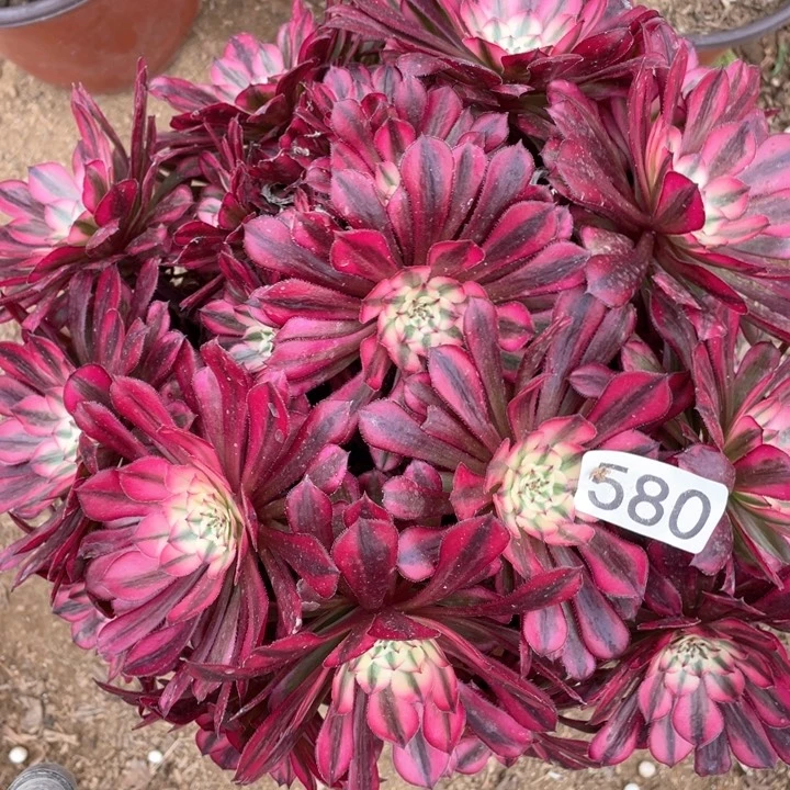 580多肉植物红铜白