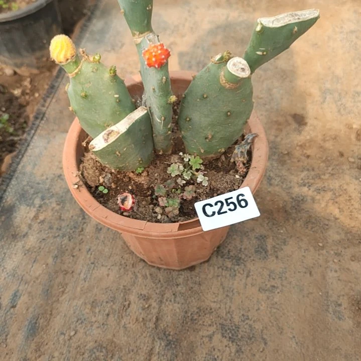 静*龙爪掌1个256