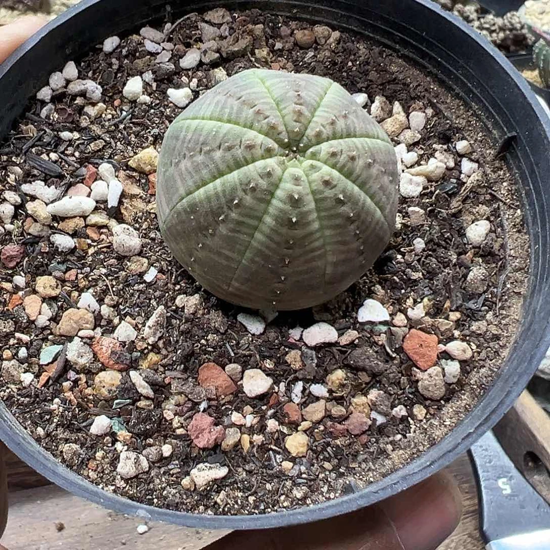 天***.实生欧系布纹球仙人球满28包邮