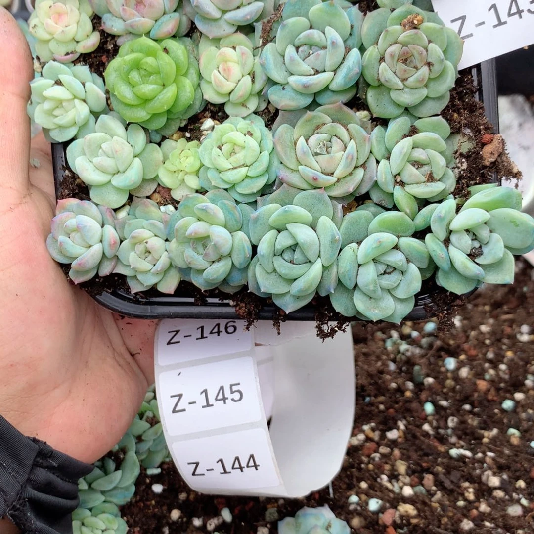 网***9无花朵Z143英语英语