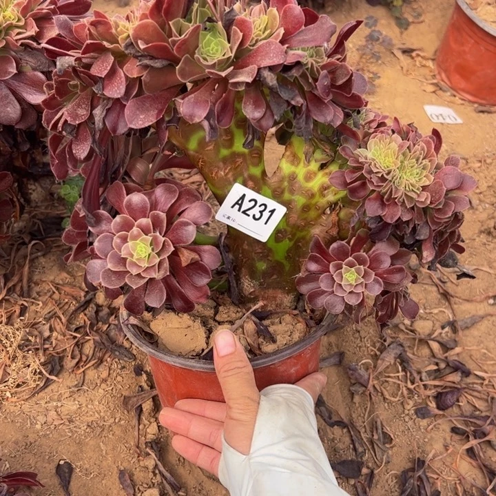 欧缀多肉植物231.