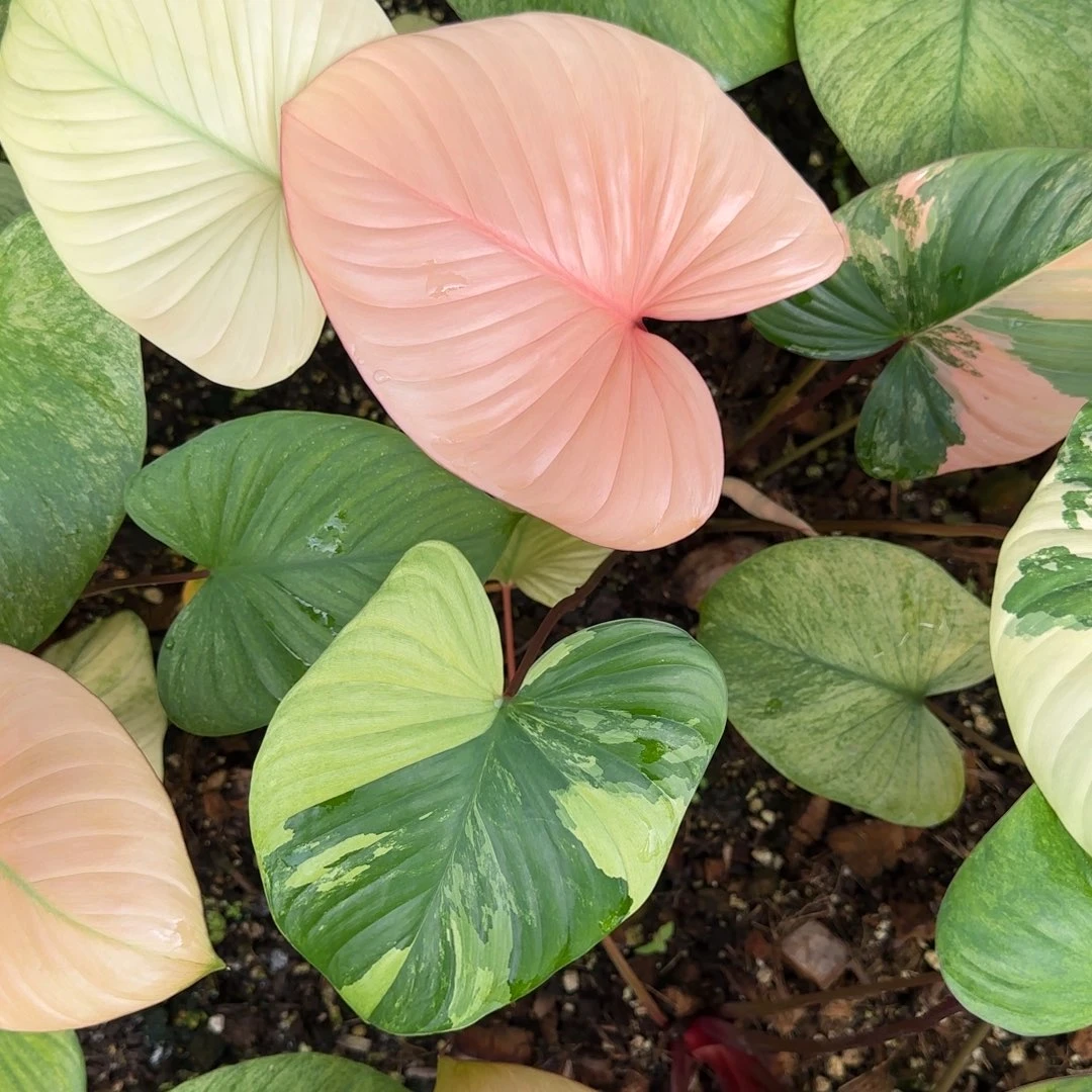 粉锦千年健R112-20260104