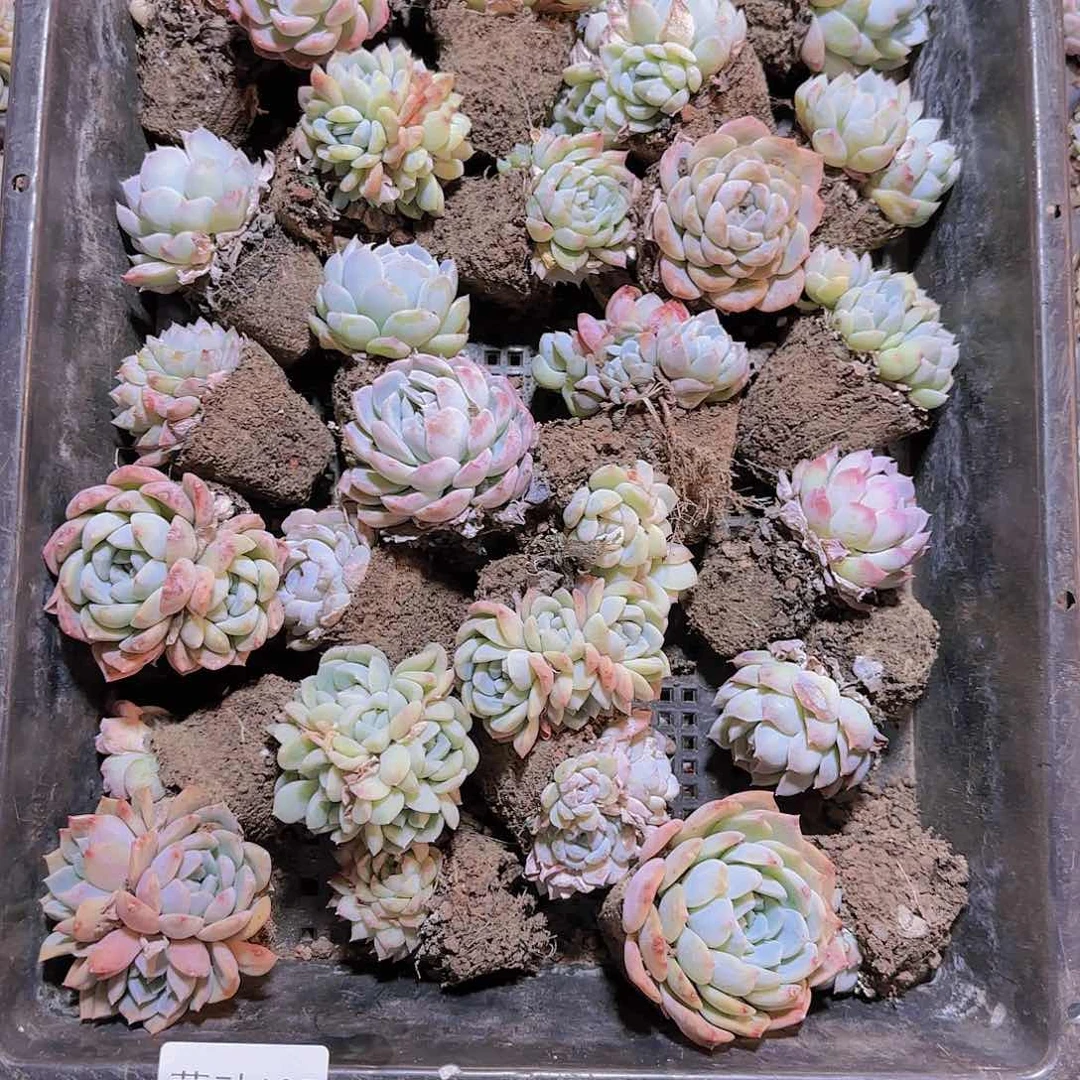 直播一物一拍多肉105